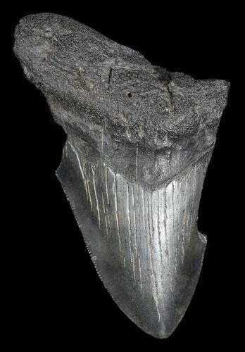 Partial, Fossil Megalodon Tooth #53022